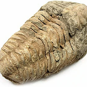 Calymene Fossil Trilobites - new earth gifts