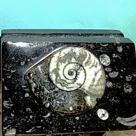 Ammonite Fossil Letter Holder - New Earth Gifts