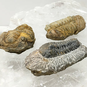 Trilobite Fossil 4 pc Set - New Earth Gifts and Beads