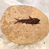 Green River Fish Fossil - Knightia For Sale New Earth Gifts