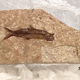 Green River Fossil Fish - Knightia Herring For Sale New Earth Gifts