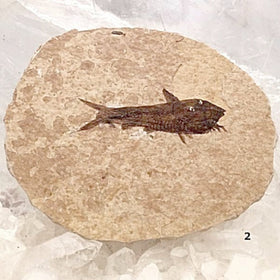 Green River Fish Fossil For Sale New Earth Gifts