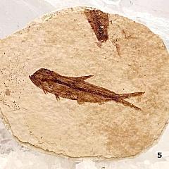 Green River Fish Fossil - Herring For Sale New Earth Gifts