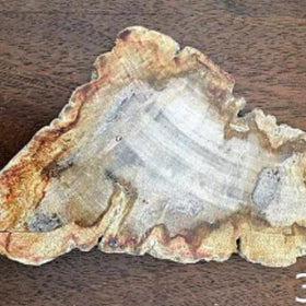 Indonesian Petrified Wood Slab - Polished For Sale New Earth Gifts