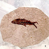 Knightia Fossil - Green River Fish Fossil For Sale New Earth Gifts