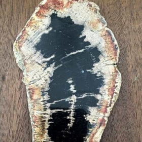 Large Indonesian Petrified Wood Slab For Sale New Earth Gifts