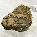 Calymene Fossil Trilobites - new earth gifts
