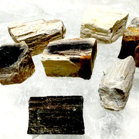 Petrified Wood - 1 pc Fossilized Stone | New Earth Gifts