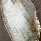Large Polished Petrified Wood Slab For Sale New Earth Gifts