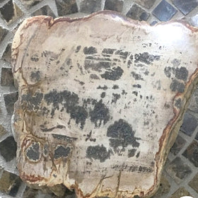 Polished Petrified Wood Slab From Indonesia For Sale New Earth Gifts