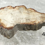 Petrified Wood Slab - Large Piece For Sale New Earth Gifts