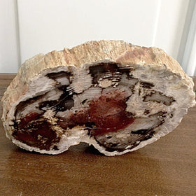 Petrified Wood Slab, Northern California | New Earth Gifts