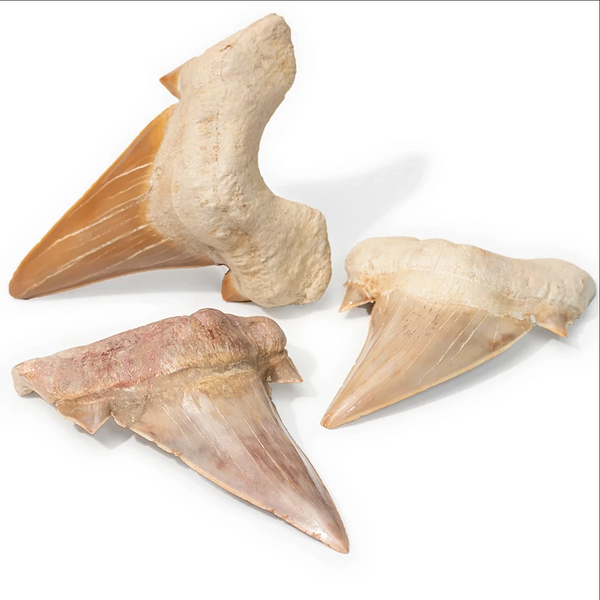 Fossil Otodus Shark Teeth - New Earth Gifts