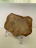 Petrified Wood Slabs | New Earth Gifts