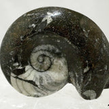 Goniatite-Ammonite Specimen - New Earth Gifts and Beads