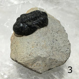 Trilobite Fossil on Matrix Specimen Several Choices - New Earth Gifts and Beads