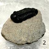 Trilobite Fossil on Matrix Specimen Several Choices - New Earth Gifts and Beads