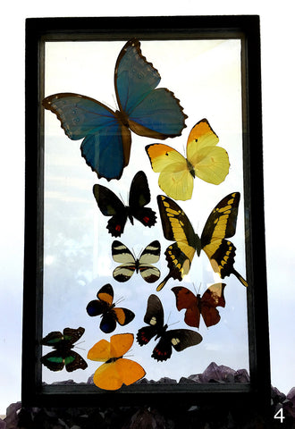 Framed Butterflies