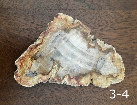 Petrified Wood