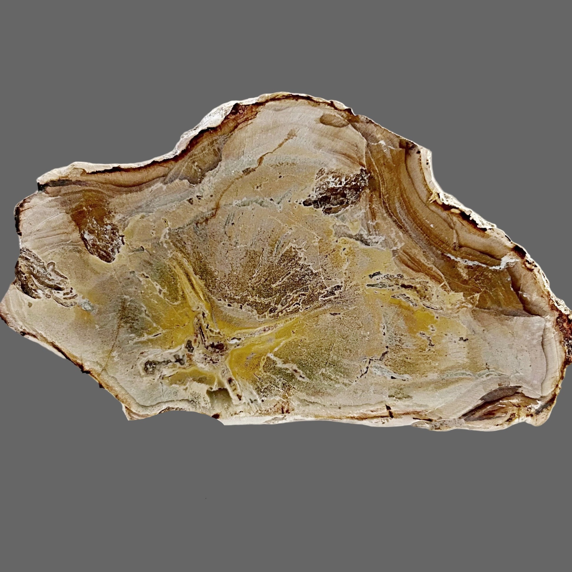 Polished Petrified Wood Slab From Indonesia For Sale New Earth Gifts