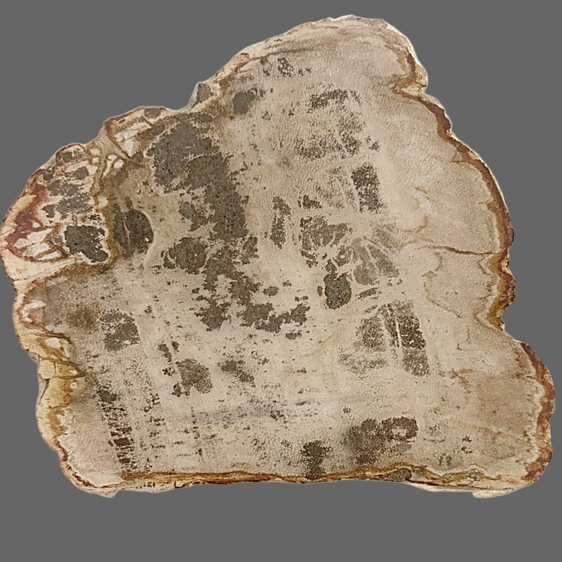 Petrified wood slab - new earth gifts