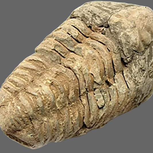 Calymene Fossil Trilobites - new earth gifts
