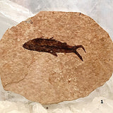 Green River Fish Fossil - Knightia For Sale New Earth Gifts