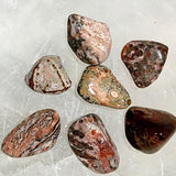 Leopardskin Jasper Polish Tumbled Stone 1 pc | New Earth Gifts