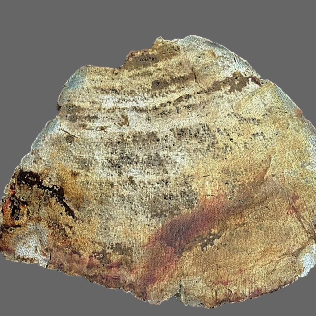 Petrified wood slab - new earth gifts