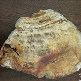 Petrified wood slab - new earth gifts