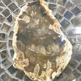 Petrified Wood Slab - Large Polished Piece New Earth Gifts