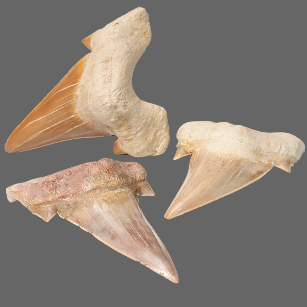 Fossil Otodus Shark Teeth - New Earth Gifts