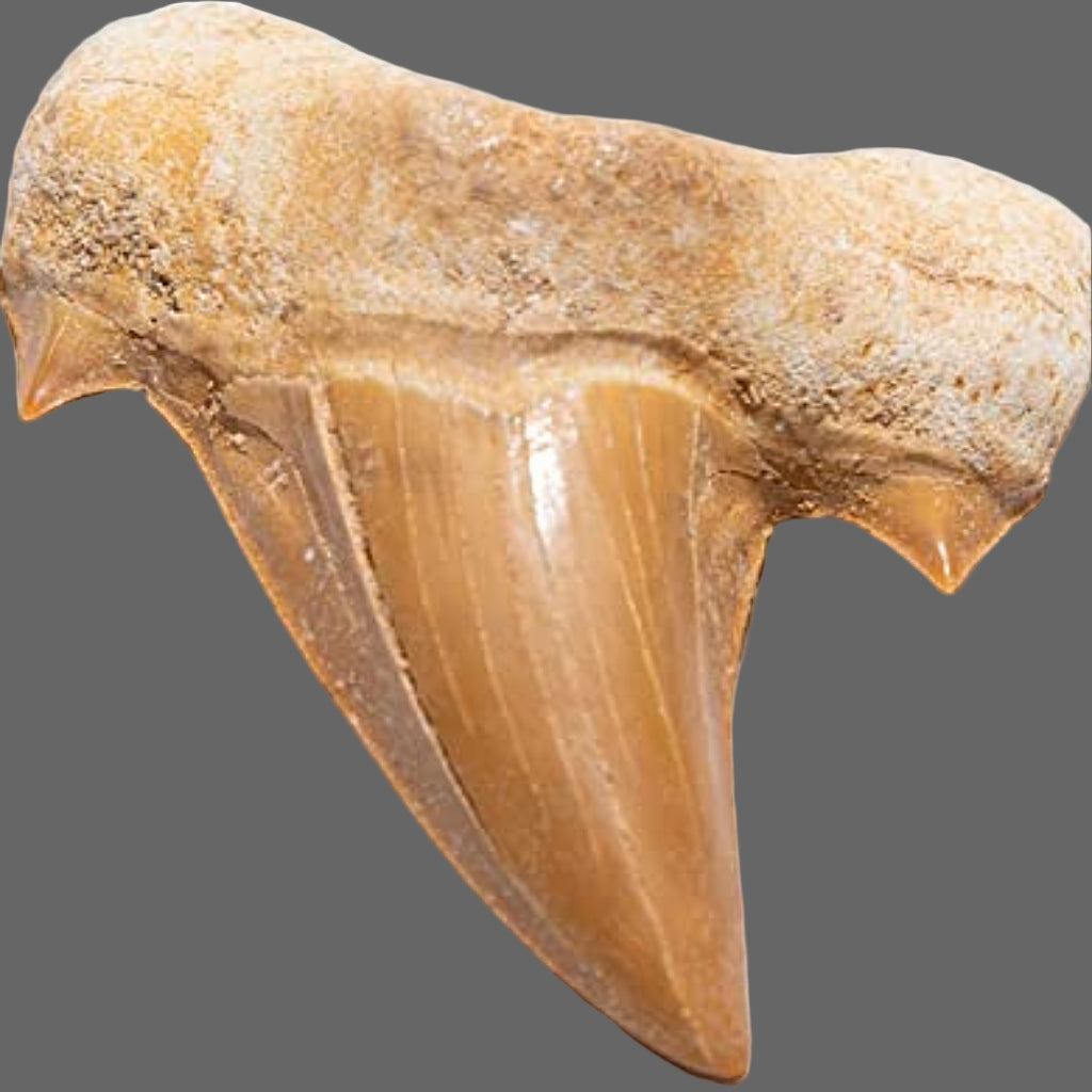 Fossil Otodus Shark Teeth - New Earth Gifts