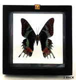 Framed Butterfly Urania Rypheus Back View - New Earth Gifts