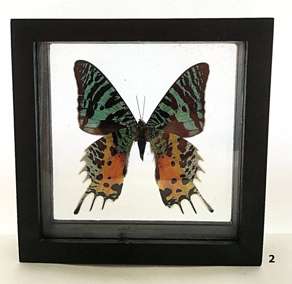 Framed Butterfly Urania Rypheus - New Earth Gifts