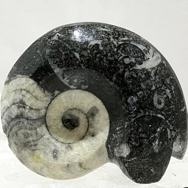 Goniatite-Ammonite Specimen - New Earth Gifts and Beads