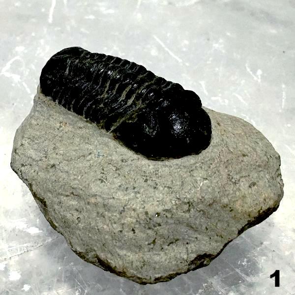 Trilobite Fossil on Matrix Specimen Several Choices - New Earth Gifts and Beads