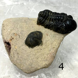 Trilobite Fossil on Matrix Specimen Several Choices - New Earth Gifts and Beads