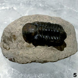 Trilobite Fossil on Matrix Specimen Several Choices - New Earth Gifts and Beads